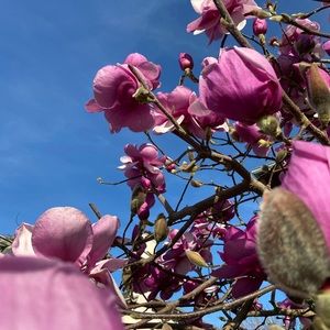 Meet your Posher, Julia